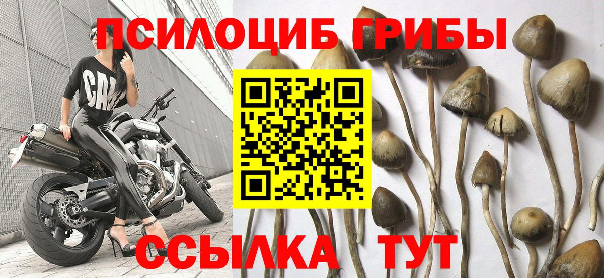 Буйнакск  Псилоцибиновые грибы мицелий  Вход с VPN 